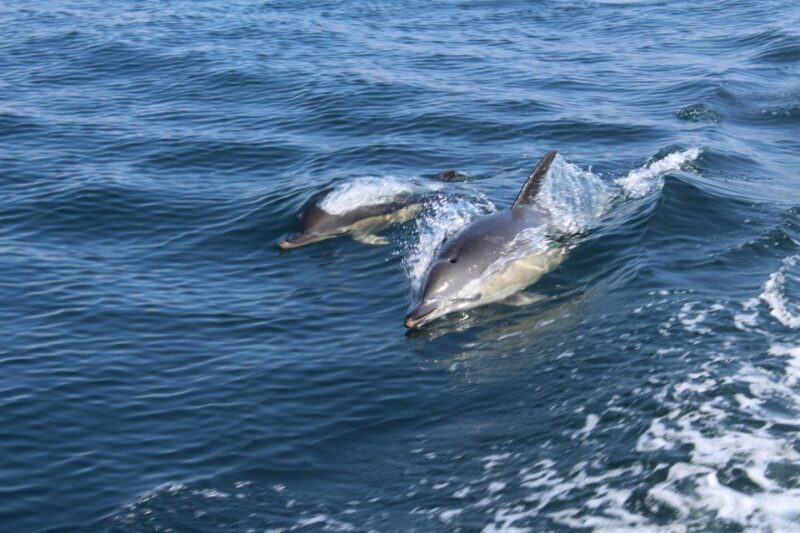 From Lagos: Dolphin Watching Boat Trip w/ Marine Biologists - The Price and Value