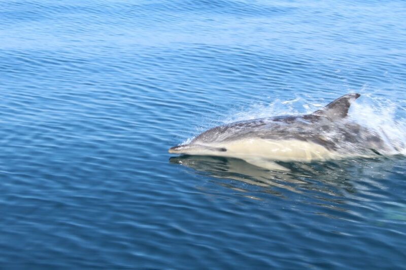 From Lagos: Dolphin Watching Boat Trip w/ Marine Biologists - The Sum Up