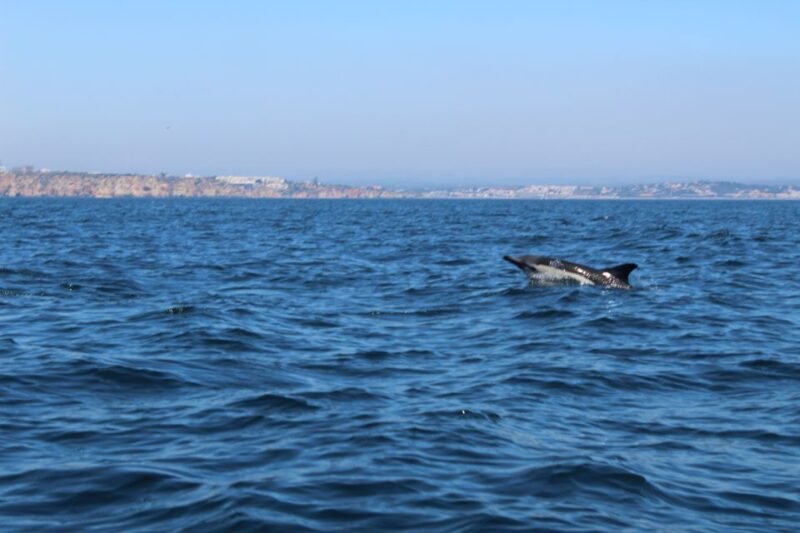 From Lagos: Dolphin Watching Boat Trip w/ Marine Biologists - FAQ