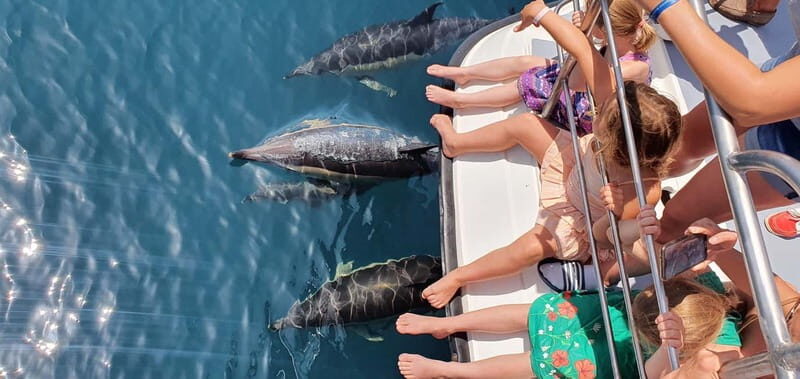 From Lagos: Dolphin Watching Catamaran Cruise - Who Is This Tour Best For?