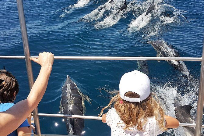 From Lagos: Dolphin Watching Cruise on a Catamaran - What to Expect on the Dolphin Watching Cruise