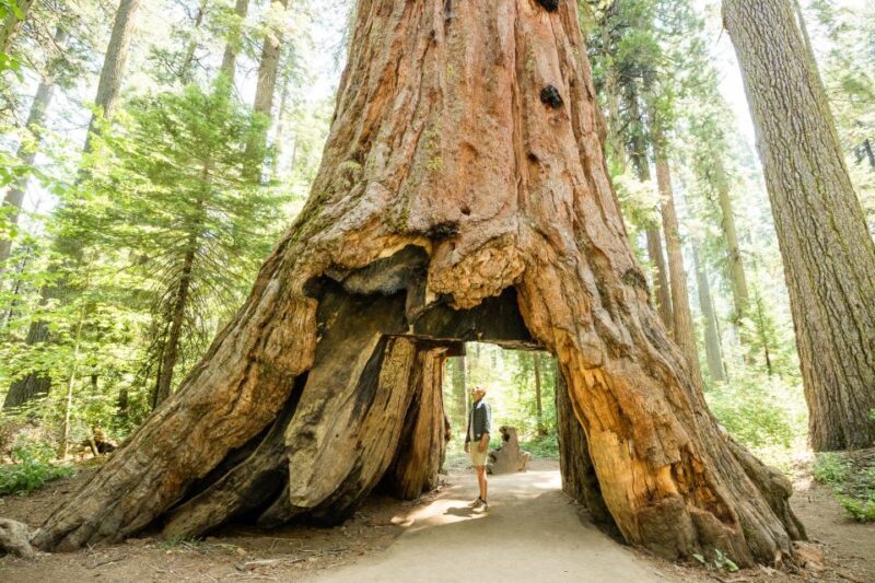 From Lake Tahoe: Yosemite National Park Day Trip with Lunch - Final Thoughts