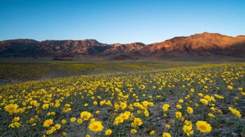 From Las Vegas: Full Day Death Valley Group Tour - FAQs