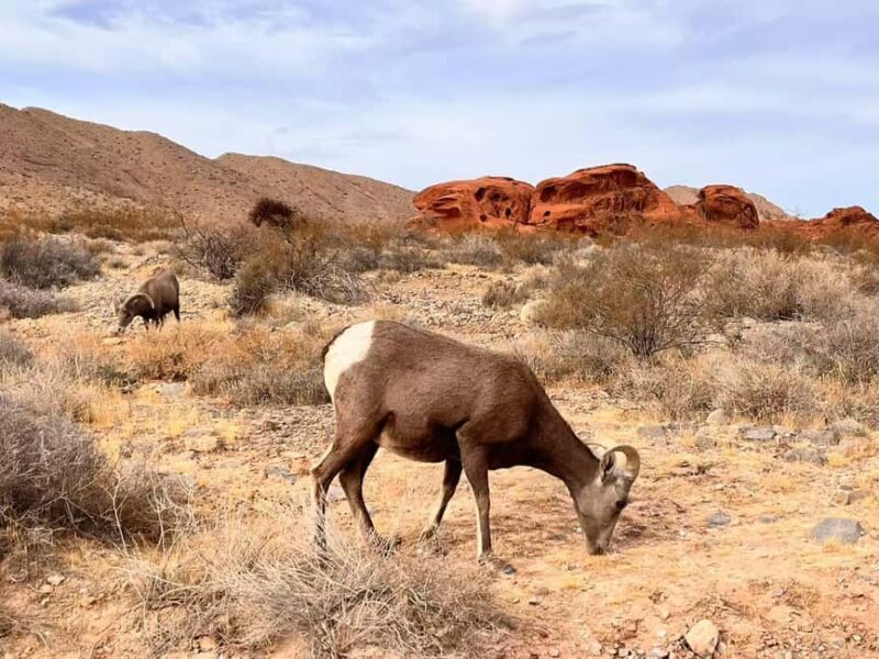 From Las Vegas: Valley of Fire State Park Guided Day Tour - Who Would Enjoy This Tour?
