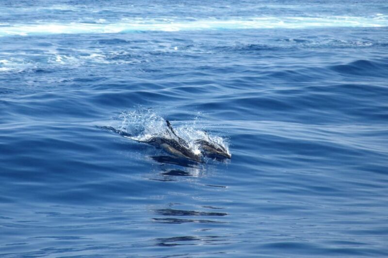 From Lefkimmi: Corfu, Kavos Party Booze Cruise - Key Points