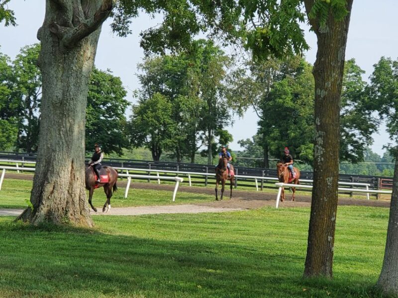 From Lexington: Kentucky Horse Farms Tour - A Closer Look at the Lexington Horse Farms Tour