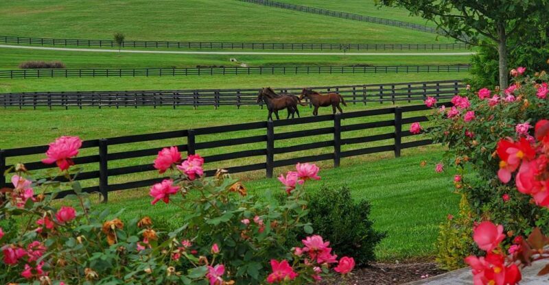 From Lexington: Kentucky Horse Farms Tour - FAQs