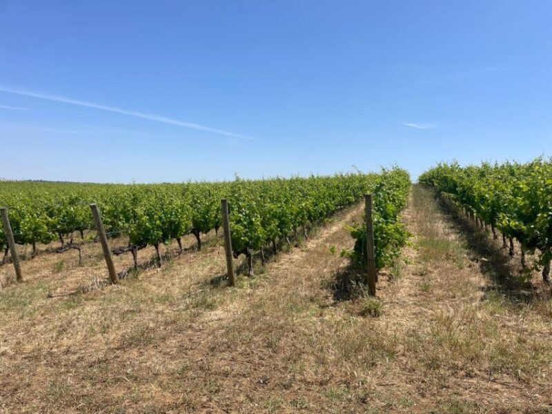 From Lisbon: Évora, Chapel of Bones, & Roman Temple Tour - Discover the Charm of Évora: A Practical Guide to the Lisbon Day Trip