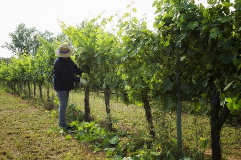 From Lisbon: Évora Wine & Heritage Tour - Who Should Consider This Tour?