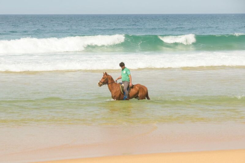 From Lisbon: Horseback Riding on Comporta Beach - Who Is This Tour Best For?