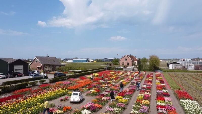 From Lisse: Keukenhof Flower Fields Bike Tour - Final Thoughts