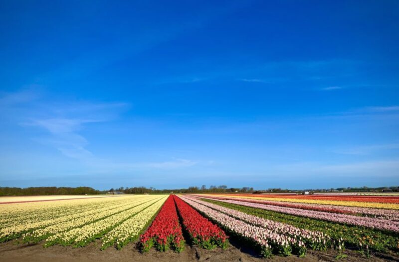 From Lisse: Keukenhof Flower Fields Bike Tour - FAQ