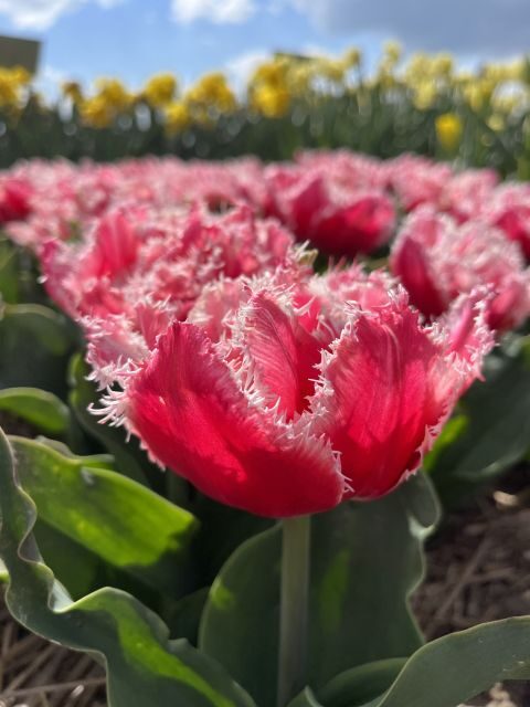 From Lisse: Landrover Tour Around Keukenhof & Flower Fields - Real Experiences from Travelers