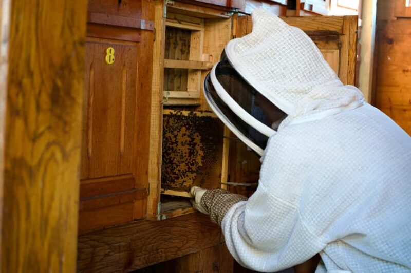 From Ljubljana: All About Bees - The Experience in Detail: Whats It Like?