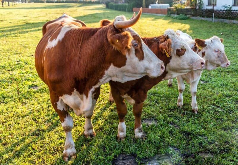 From Ljubljana: Bled & Bohinj Day Trip + Local Picnic Treat - Price and Value