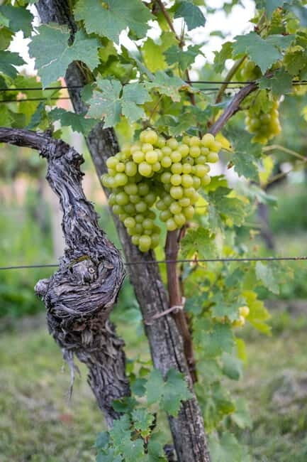 From Ljubljana: Vipava Valley Wine Express Tour - A Closer Look at the Tour Experience