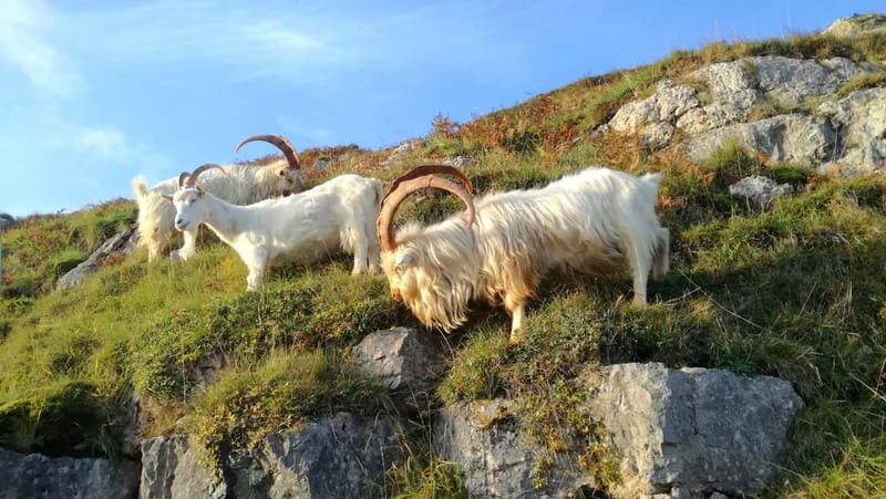 From Llandudno: Portmeirion, Snowdonia and Castles Tour - FAQs