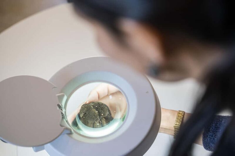 From location: Truffle farm visit, culinary workshop, meal - Practical Details & What to Know Before Booking