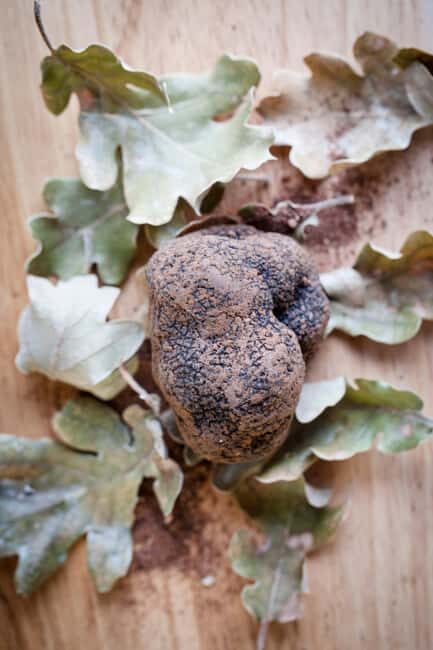 From location: Truffle farm visit, culinary workshop, meal - Final Thoughts