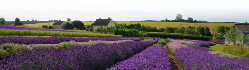 From London: Cotswolds, Country Pub Lunch & Lavender Fields - The Practicalities: What You Should Know
