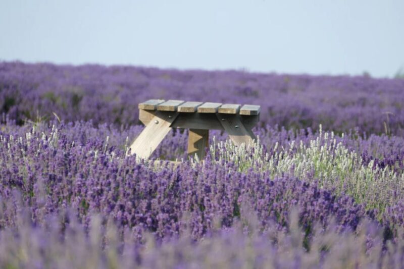 From London: Cotswolds, Country Pub Lunch & Lavender Fields - Who Would Love This Tour?