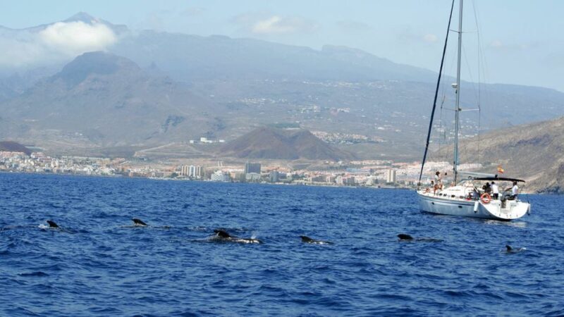 From Los Gigantes: Whale Watching Sailboat Cruise - What Makes This Tour Stand Out