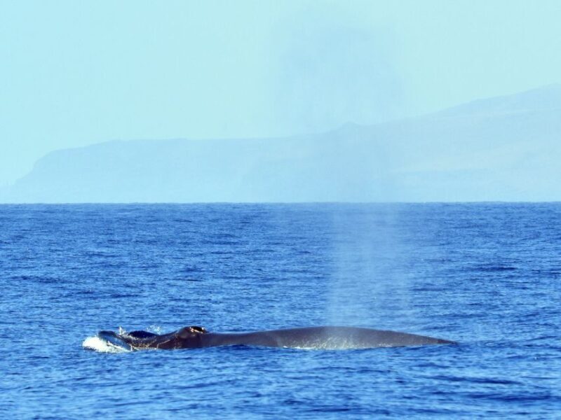 From Los Gigantes: Whale Watching Sailboat Cruise - FAQs