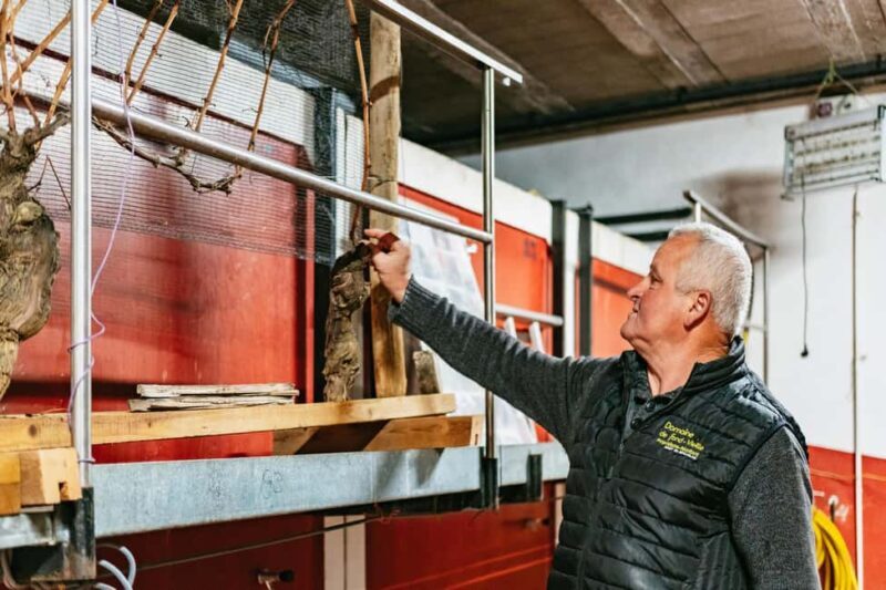 From Lyon: Golden Stones Beaujolais Wine Tasting Tour - Introduction