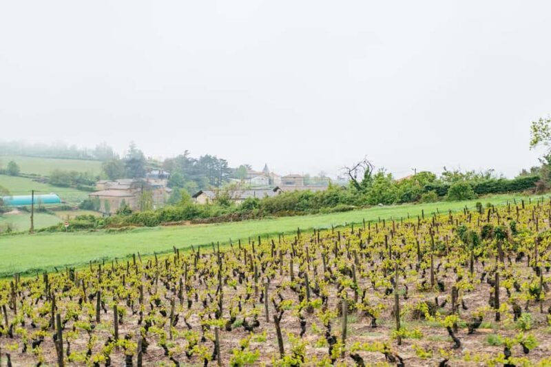 From Lyon: Golden Stones Beaujolais Wine Tasting Tour - FAQ