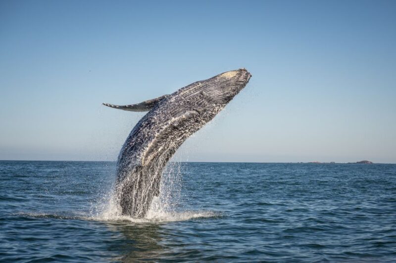 From Ma'alaea: Afternoon Whale Watch Tour Aboard the Malolo - Is This Tour Right for You?