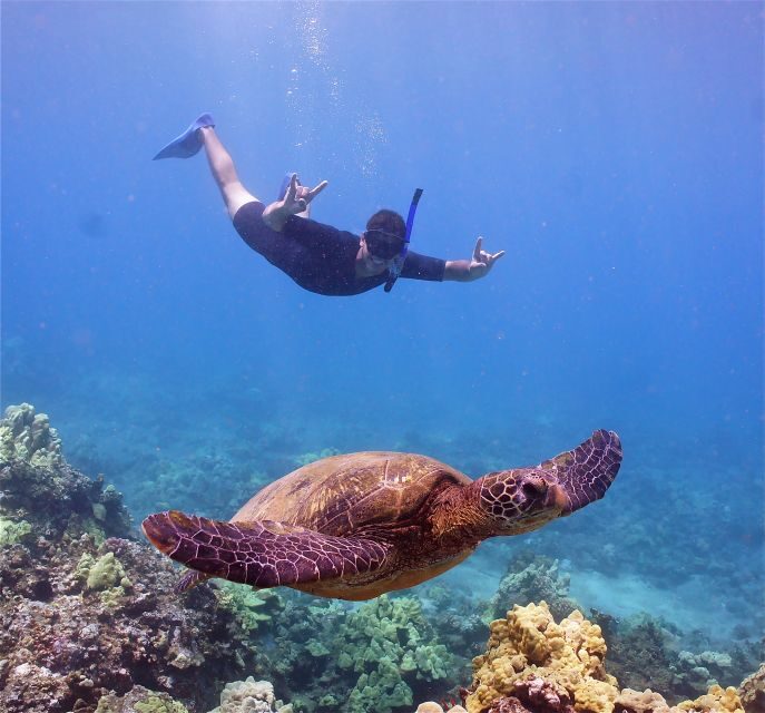 From Ma'alaea: AM Turtle Town Snorkel Aboard Quicksilver - Who Is This Tour Best For?