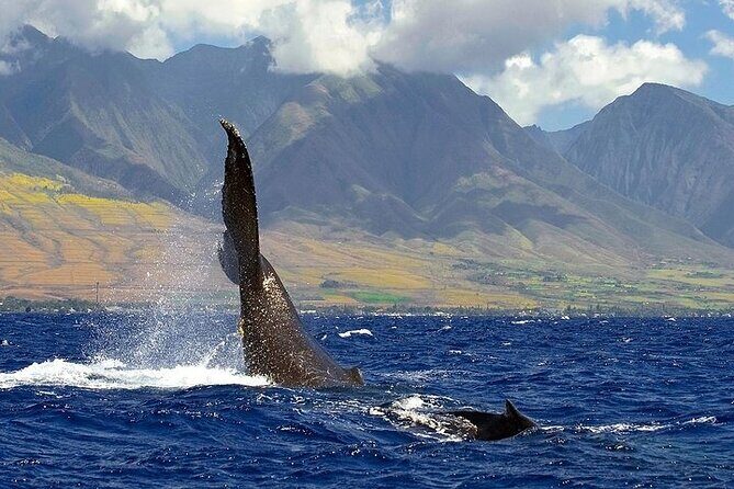 From Ma'alaea Harbor: Sunset Whale Watch Tour Aboard the Malolo - An In-Depth Look at the Tour