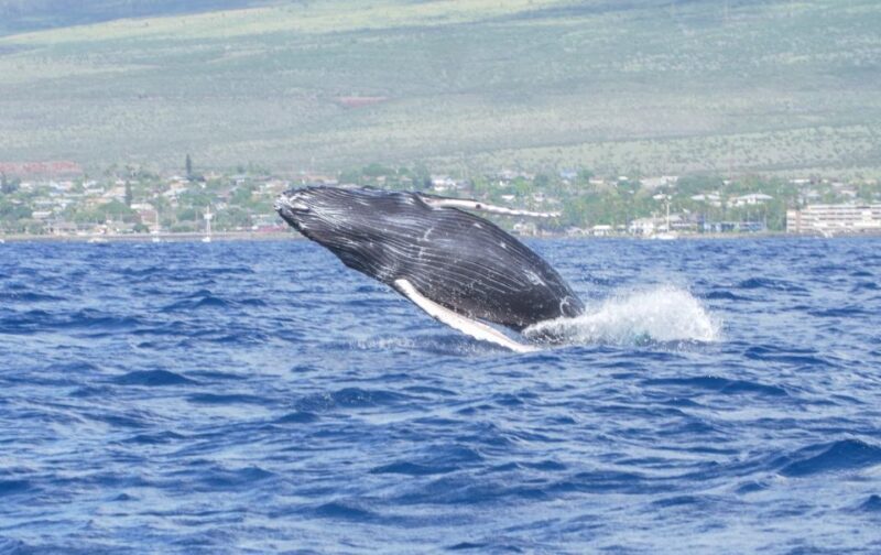 From Maalaea: Whale Watching Catamaran Cruise with Drinks - The Real Experience: What Travelers Are Saying