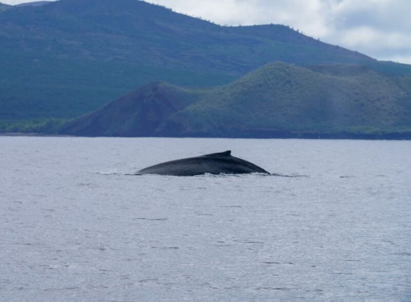 From Maalaea: Whale Watching Catamaran Cruise with Drinks - Who Is This Tour Best For?