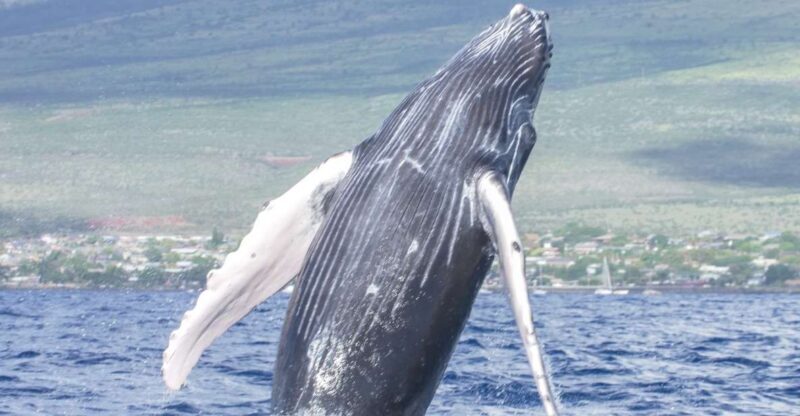 From Maalaea: Whale Watching Catamaran Cruise with Drinks - Frequently Asked Questions