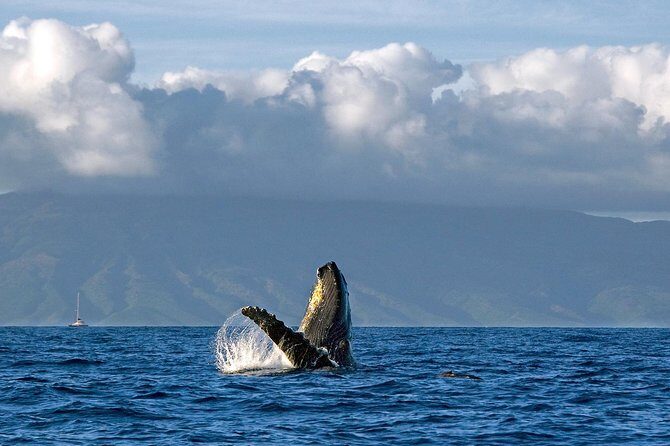 From Maalaea: Whale Watching Tour Aboard the Quicksilver - FAQs