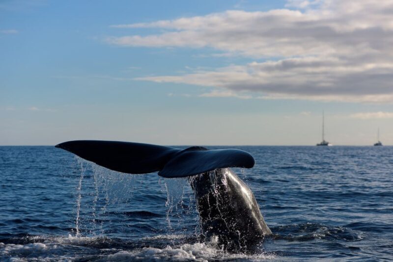 From Machico: Madeira Whale and Dolphin Watching Boat Tour - What to Expect from the Tour