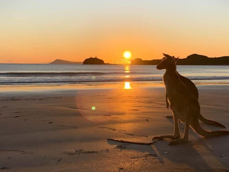 From Mackay: Wallabies on the Beach Sunrise Trip - Key Points