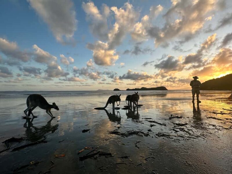 From Mackay: Wallabies on the Beach Sunrise Trip - Summing Up