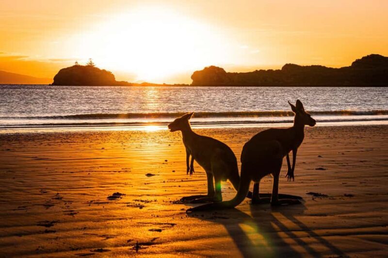 From Mackay: Wallabies on the Beach Sunrise Trip - FAQ