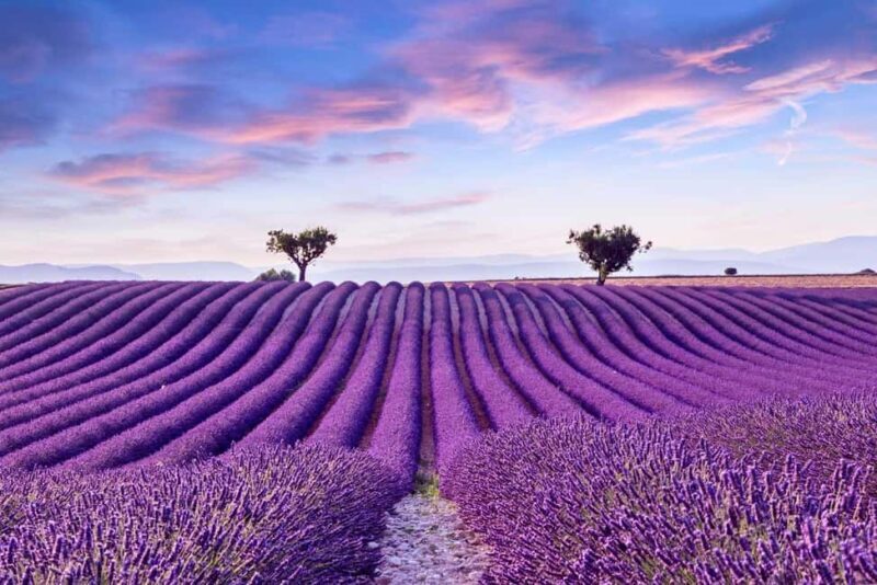 From Madrid: Day Trip to Brihuega Lavender Fields - Key Points