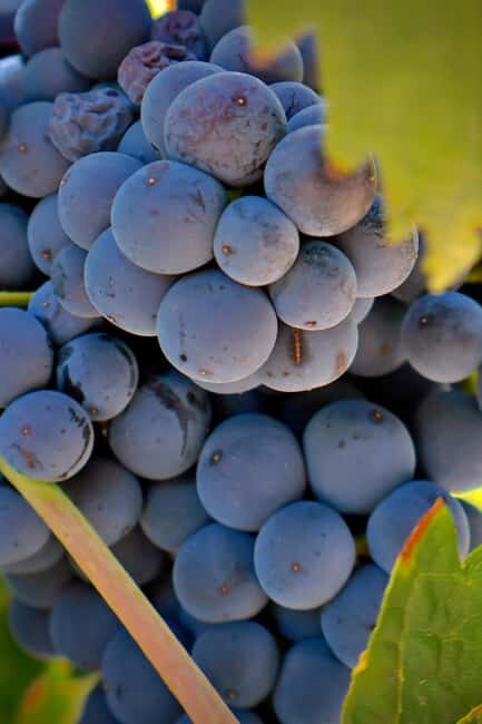 From Madrid: Visit Cuenca and a vineyard in the Spanish Tuscany - Why This Tour Might Be Worth Considering