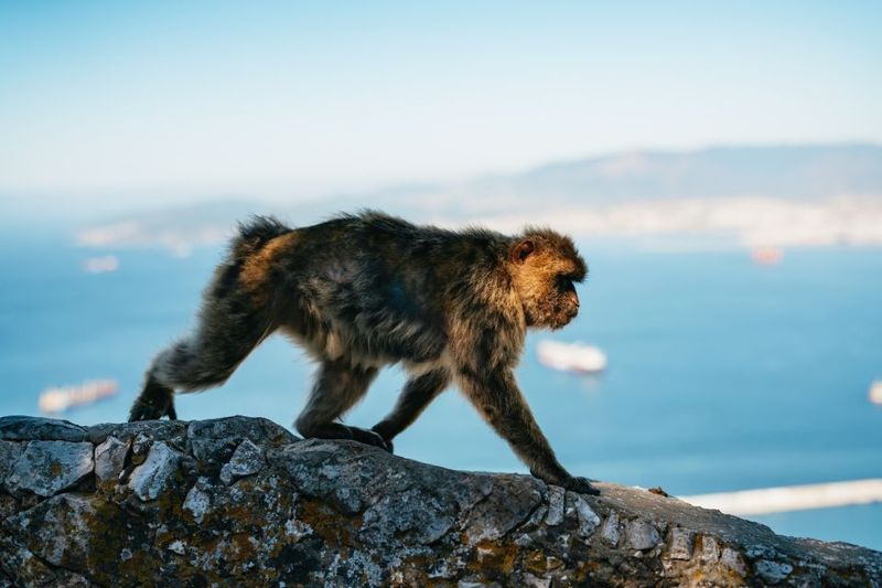 From Malaga and Costa del Sol: Gibraltar Tour - What’s Included, What’s Not, and Why That Matters