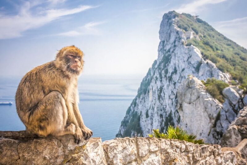 From Malaga and Costa del Sol: Gibraltar Tour - The Review from Travelers