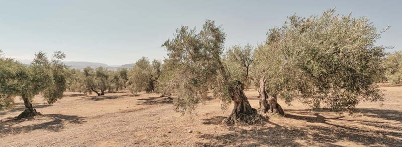 From Malaga: Antequera Heritage and Oil Mill land - How It Compares to Other Experiences