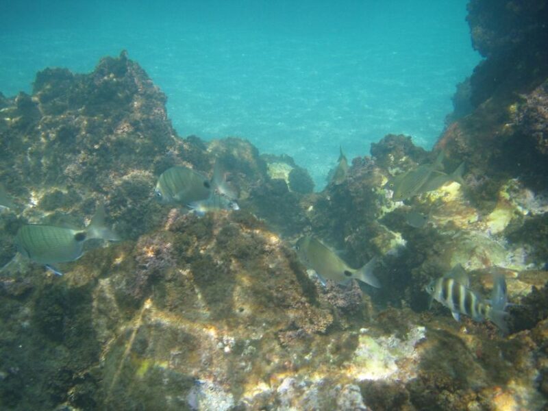 From Malaga: Cliffs of Maro Hike w/ Beach Visit & Snorkeling - FAQ