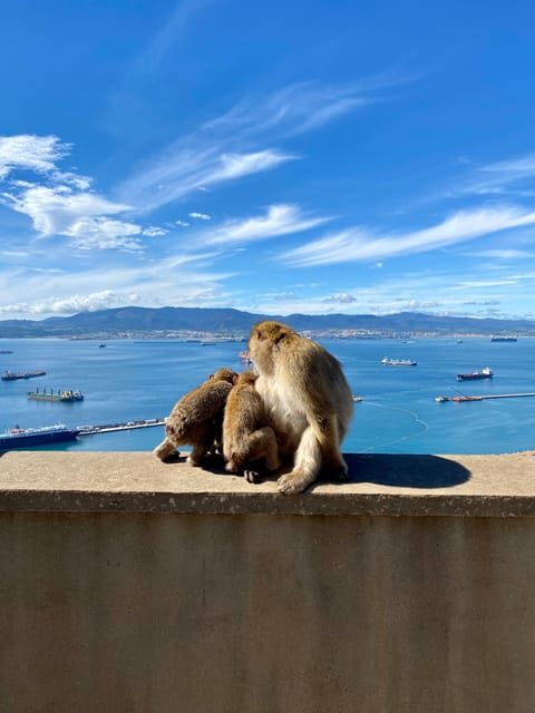 From Malaga: Day Trip to Gibraltar - Price and Value