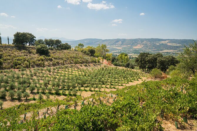 From Malaga: Ronda, Wine & Olive Oil Tasting Premium Small Group - What Do the Reviews Say?