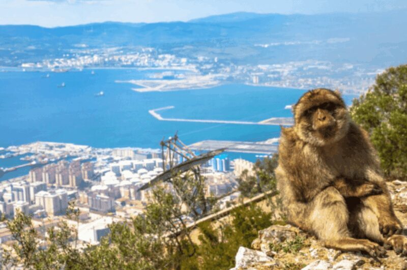 From Marbella: Gibraltar Private Day Trip with Local Guide - Who Is This Tour Best For?