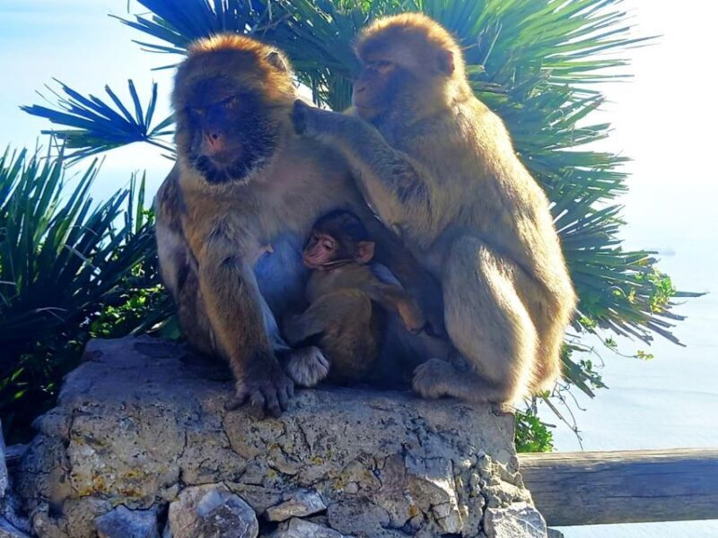 From Marbella: Guided Private Trip to Gibraltar and Estepona - What the Tour Entails